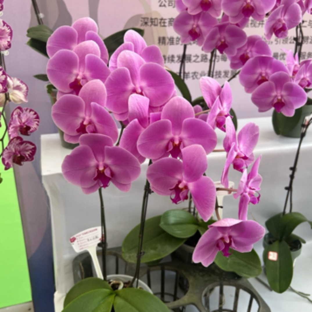 【谨硕兰艺】龔氏香氛玫瑰香水玫瑰蝴蝶兰3.5寸苗，根系很好，花箭苗