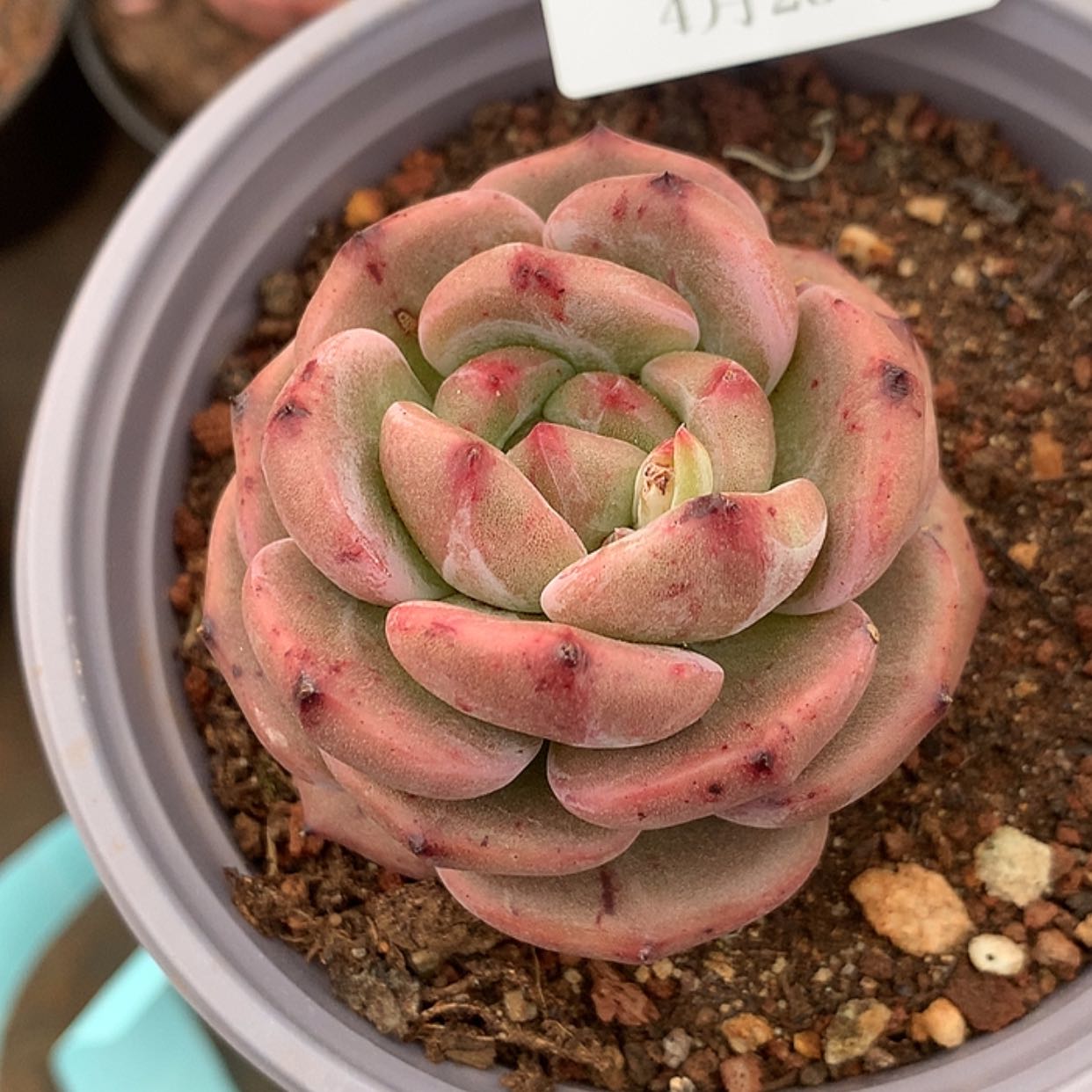 【闪购商品】云634