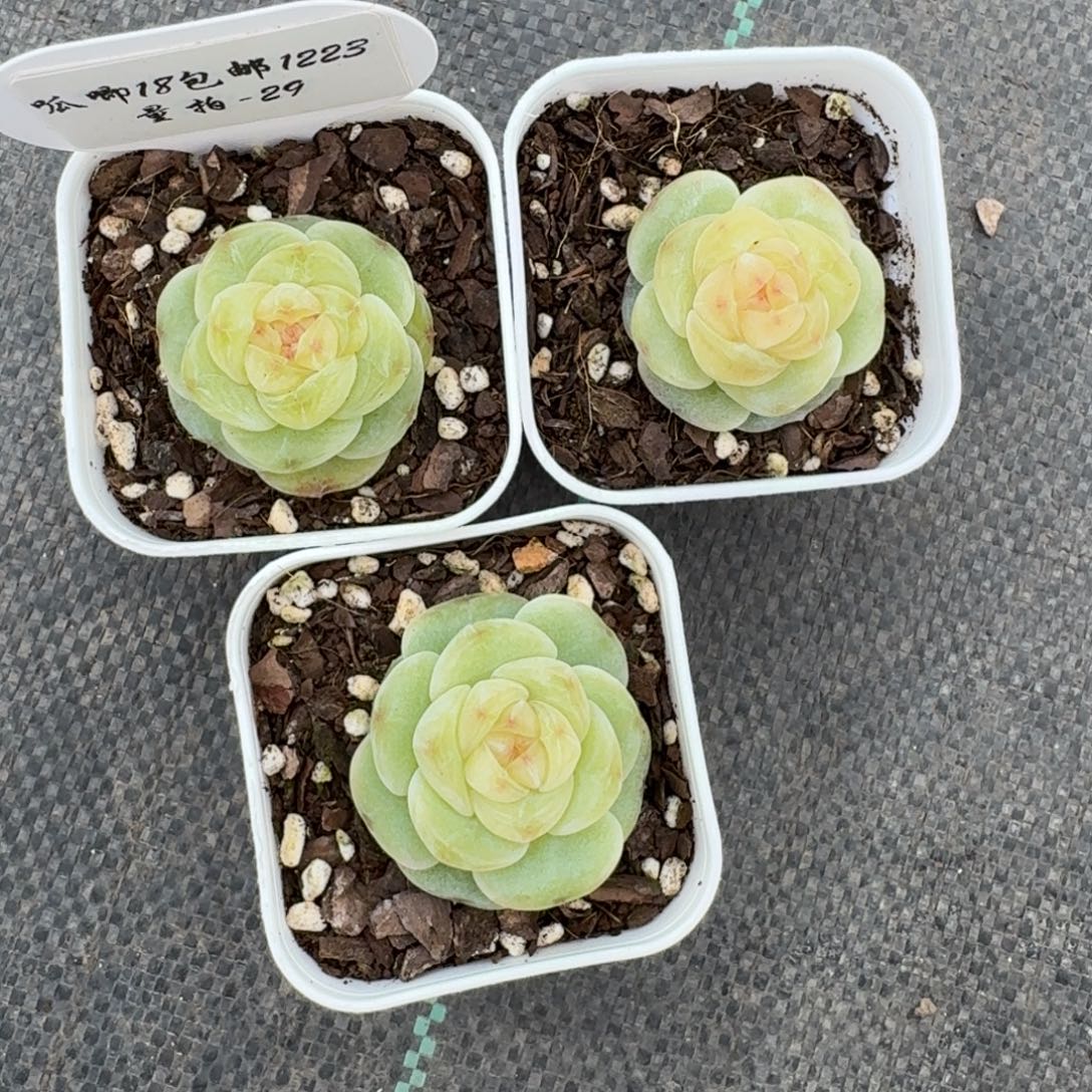 1222-029-果冻一颗量拍