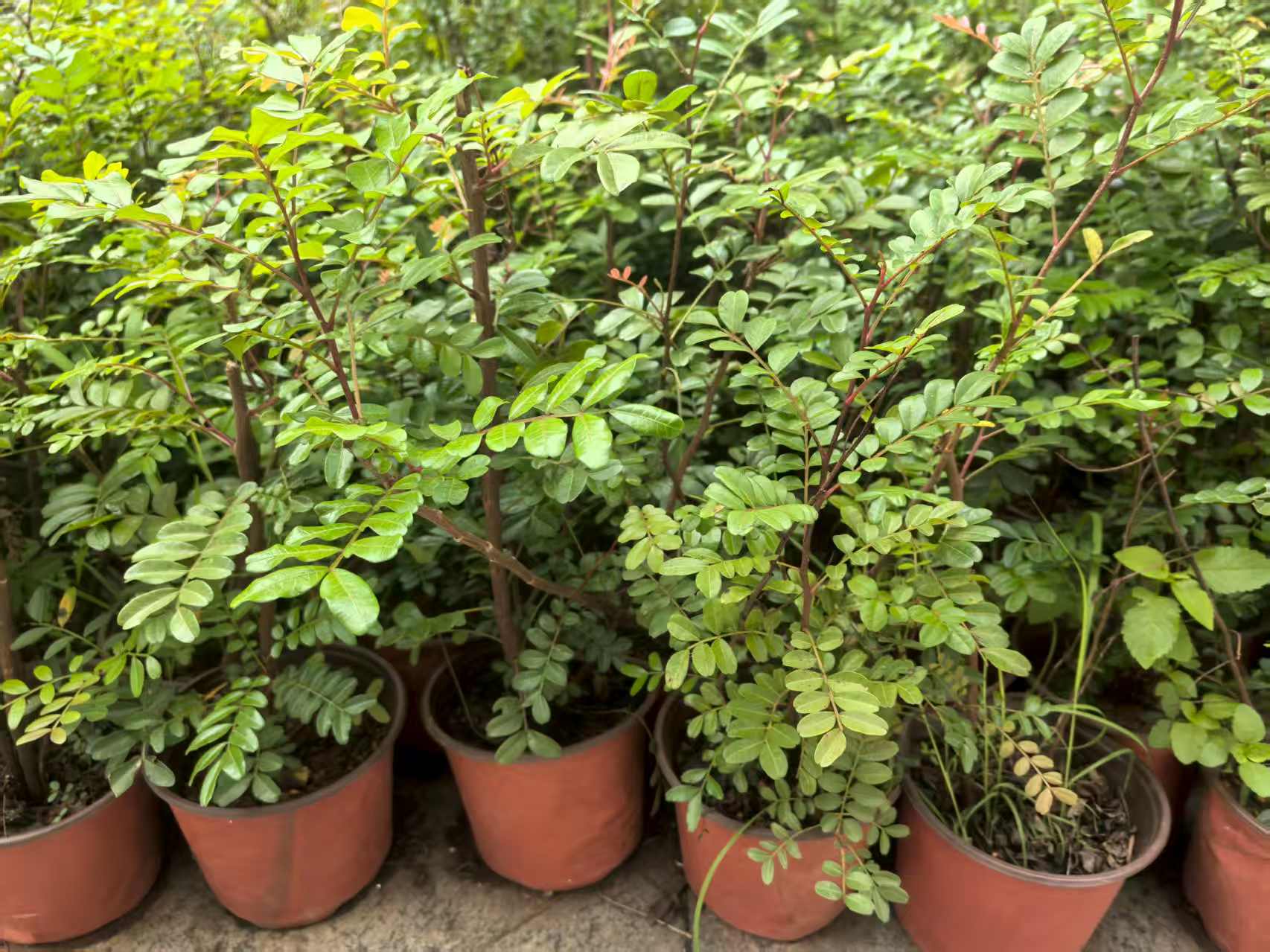 云南红芽清香木盆栽耐热驱蚊可用于室内外阳台的绿植