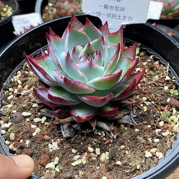 惊鸿仙子一物一拍018