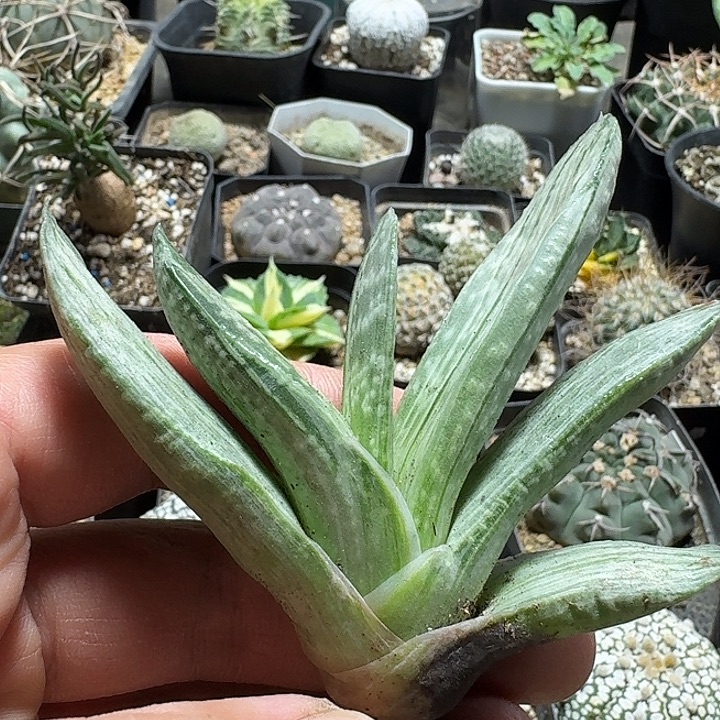 447富士蜗牛脱土发货