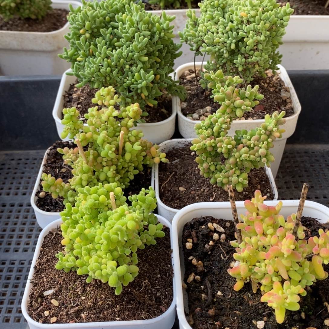 枝干番杏蜜桔糖球190