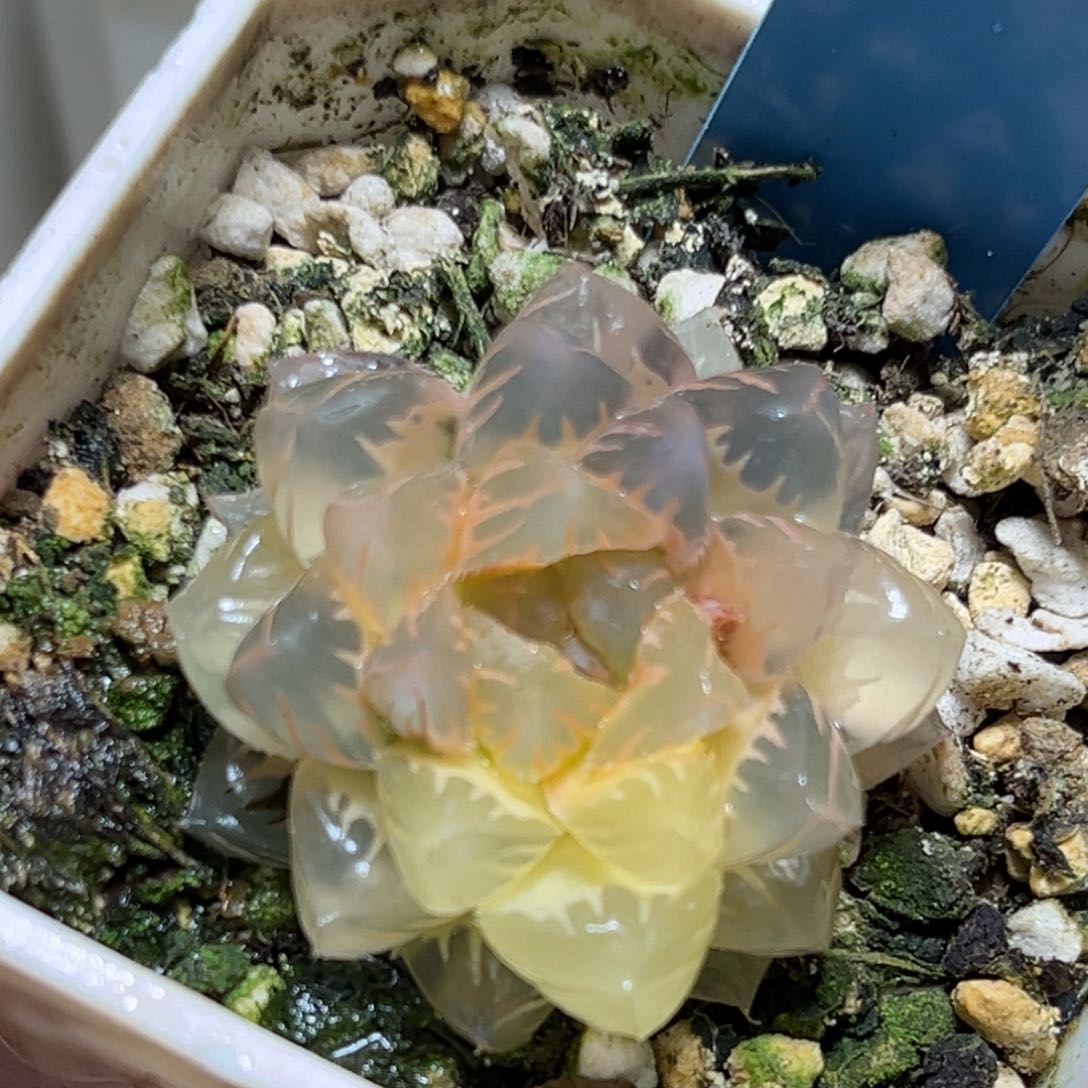 恭喜发财大吉大利817