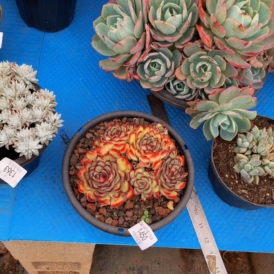 p****o1450肉酱玫瑰多肉