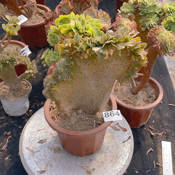 864原始绿大板子层次感