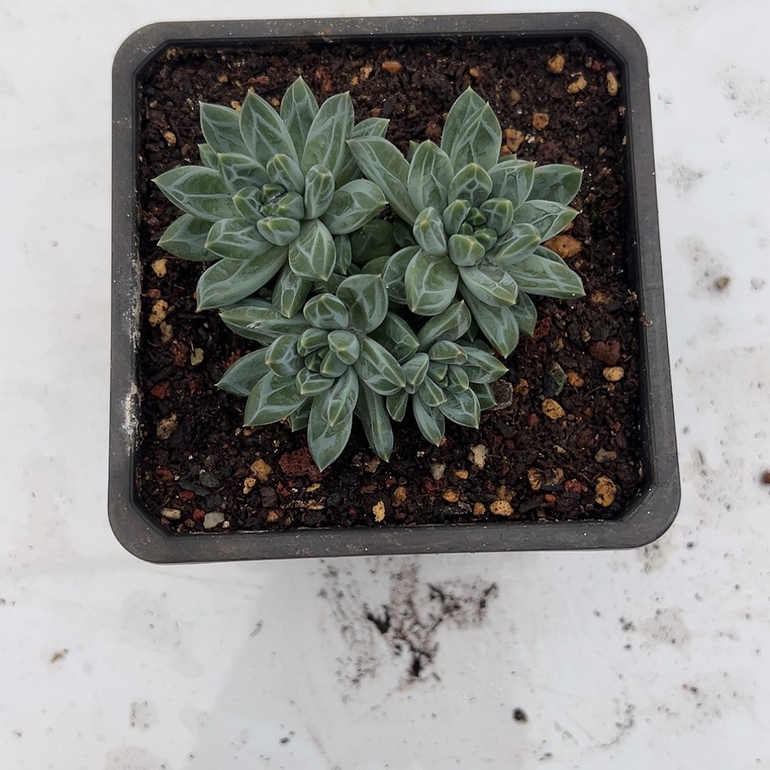 【闪购商品】青花瓷福利