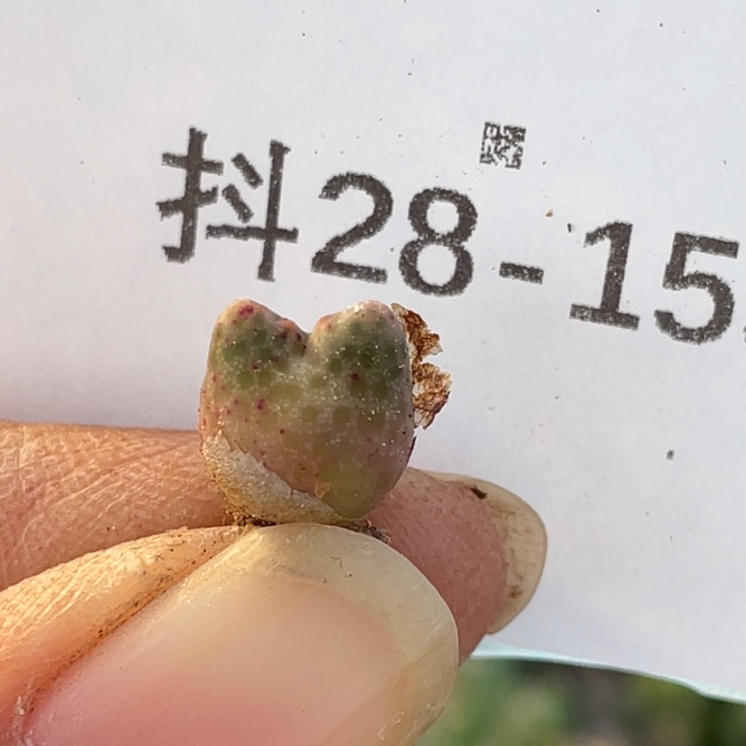 28-155鹿角斑马苗肉锥