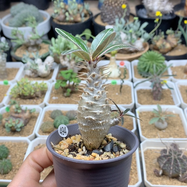 实生凯蒂棒槌带盆