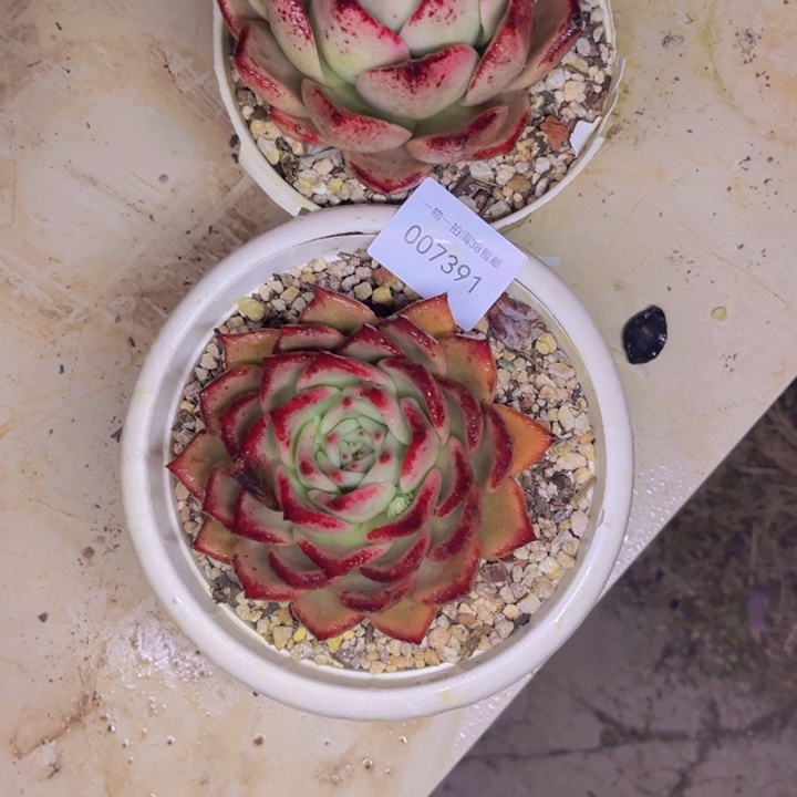 *****多肉一物一拍7391两颗