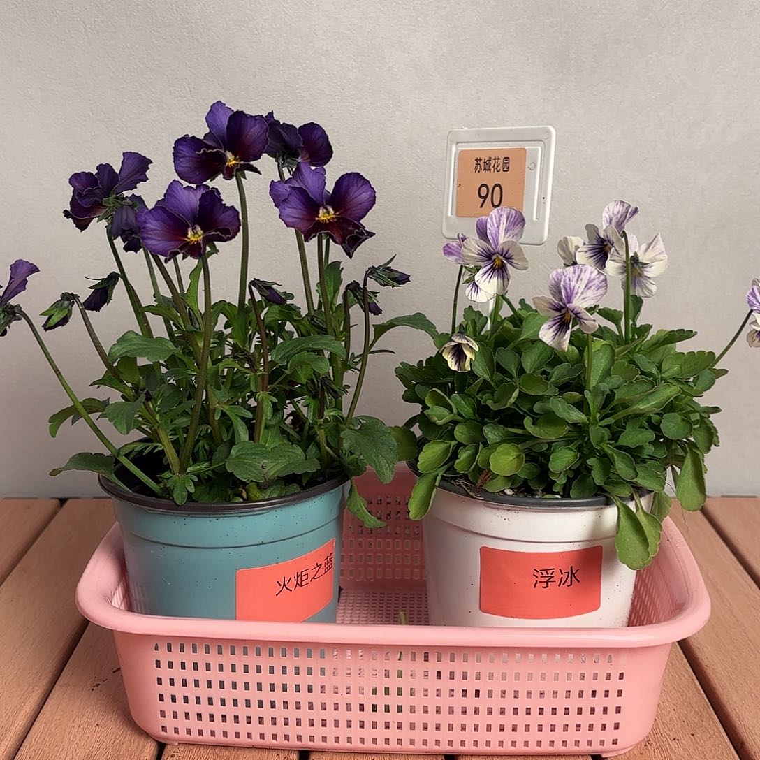 大部分开放少量花苞90