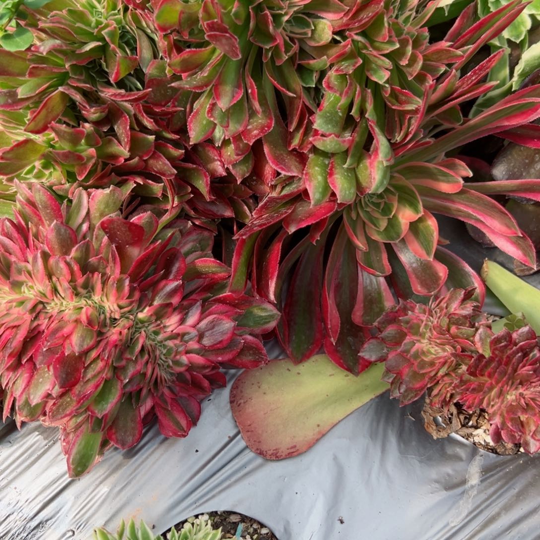 200号多肉植物法师