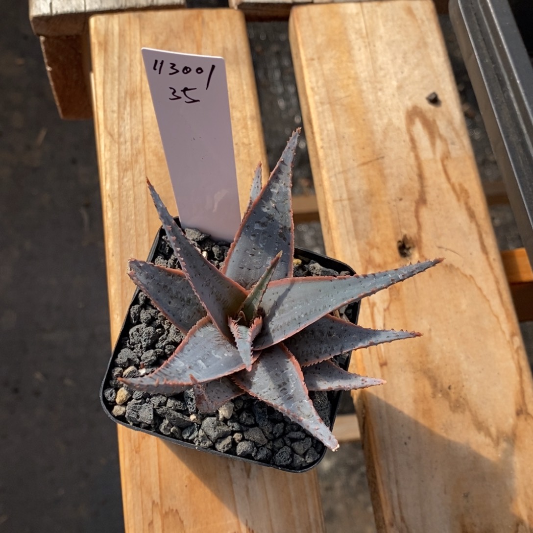 开***薯113001超级蓝园艺芦荟