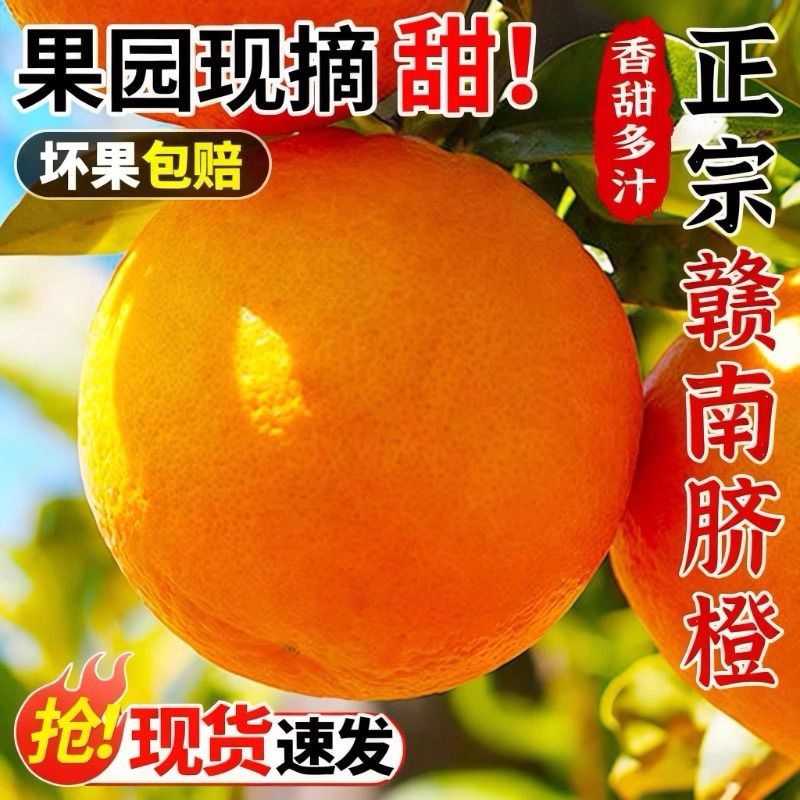 正宗江西赣南脐橙大果橙子新鲜现摘整箱批发孕妇树熟维C应季水果