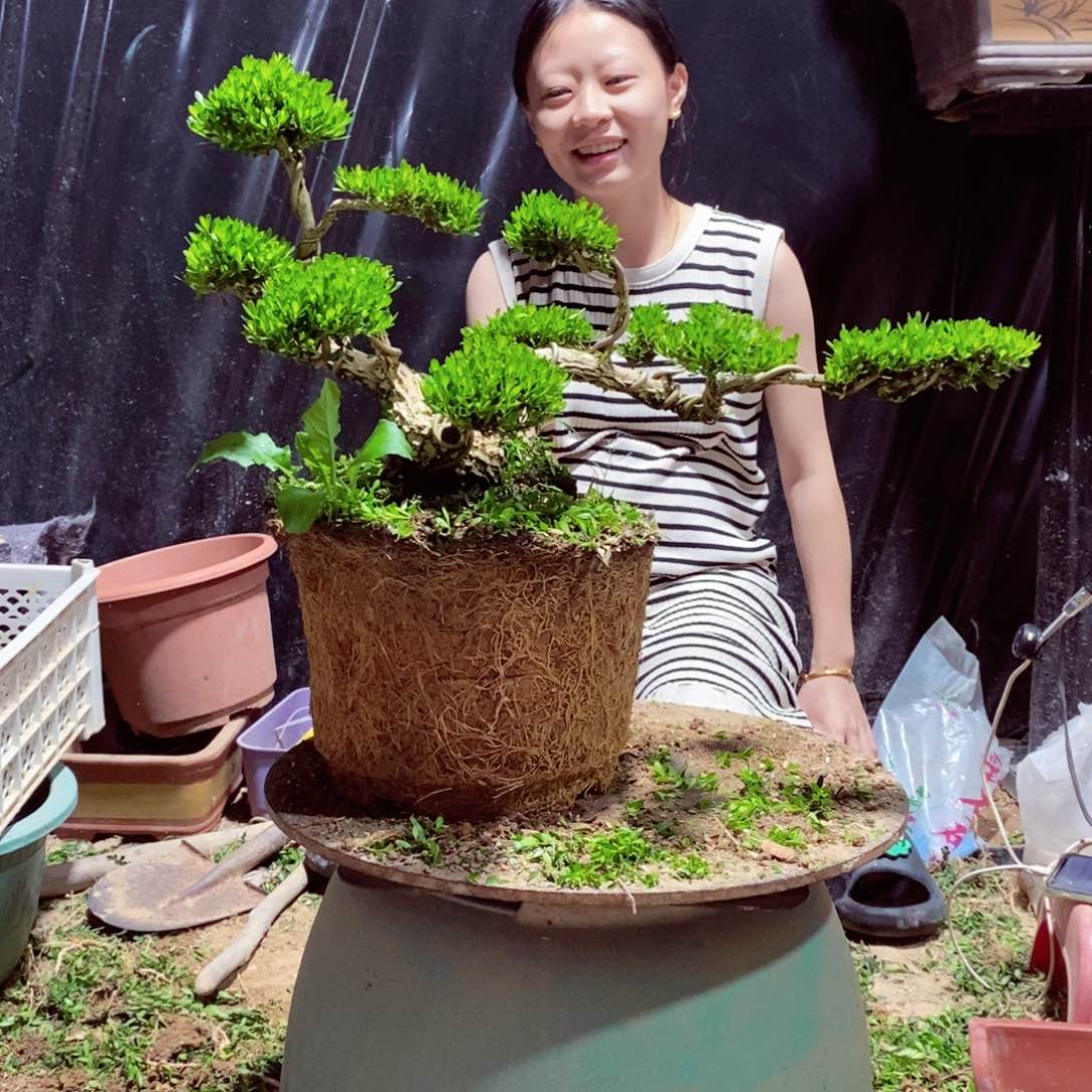 无花朵黄杨盆景园林