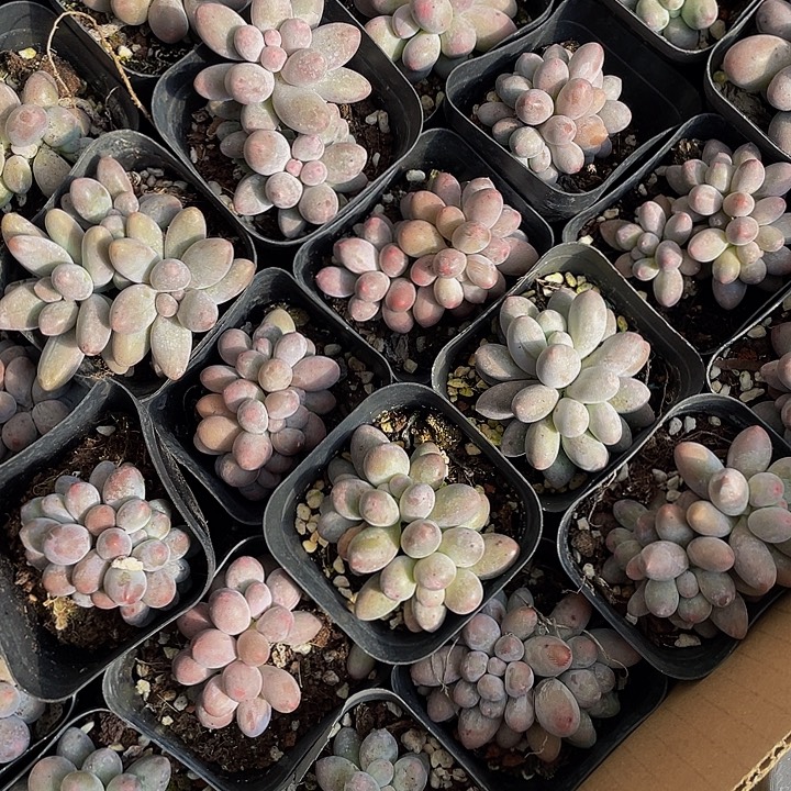 三头群汤圆带盆土发