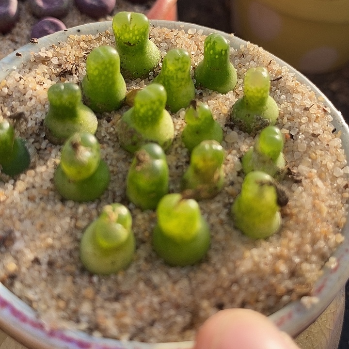 29510小葫芦一颗     