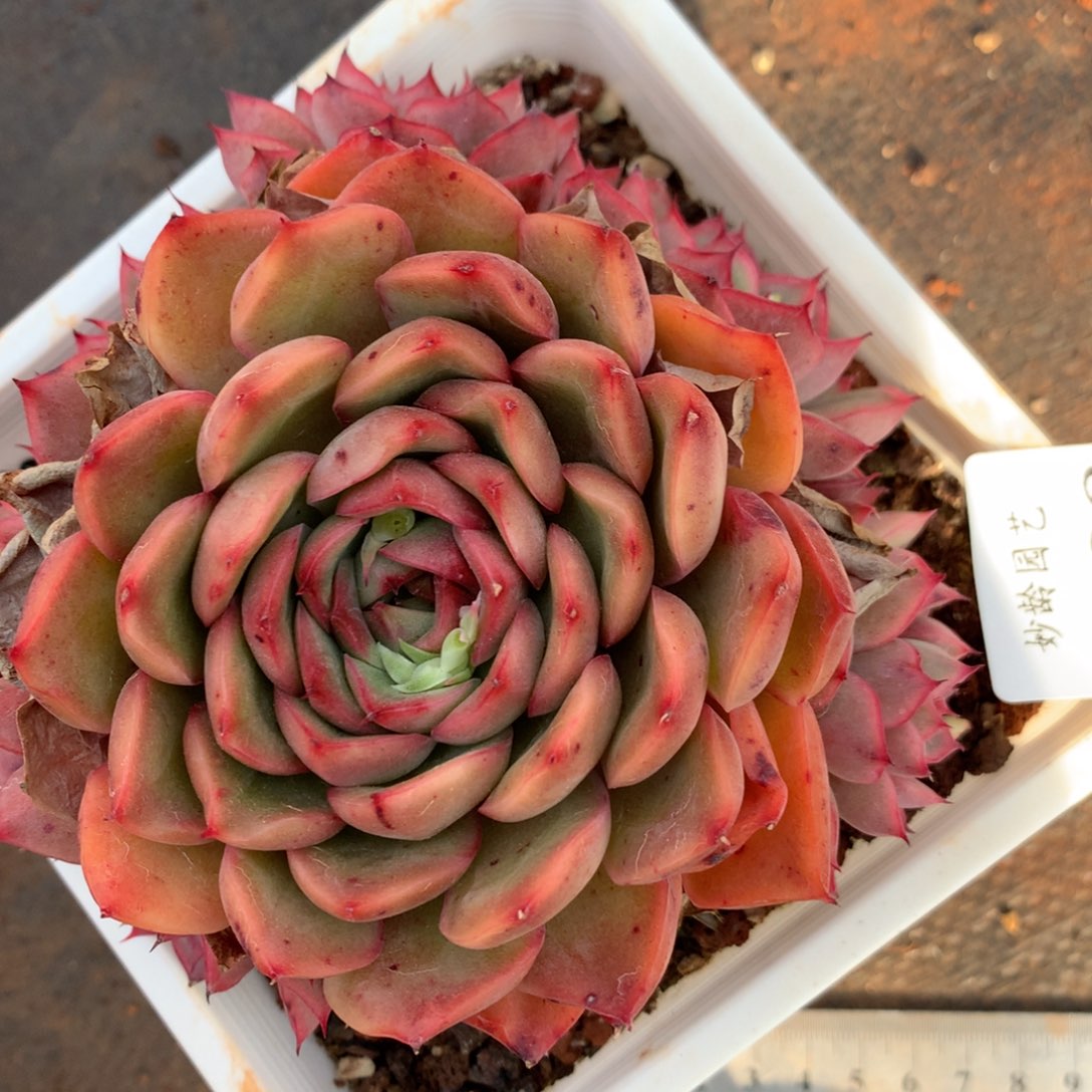 2433杂交精品基地12厘米