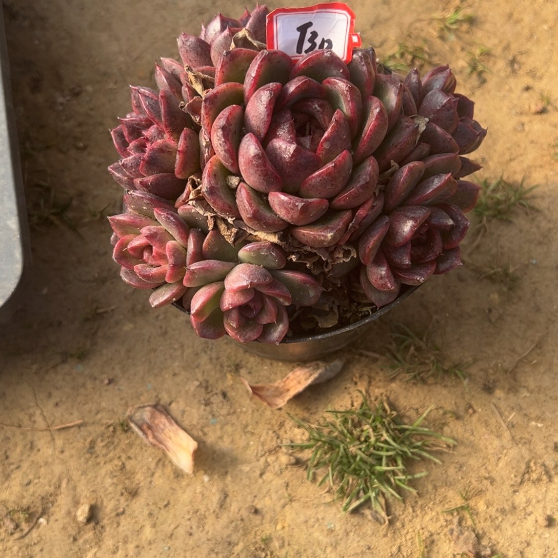 白***莲精品多肉植物老桩
