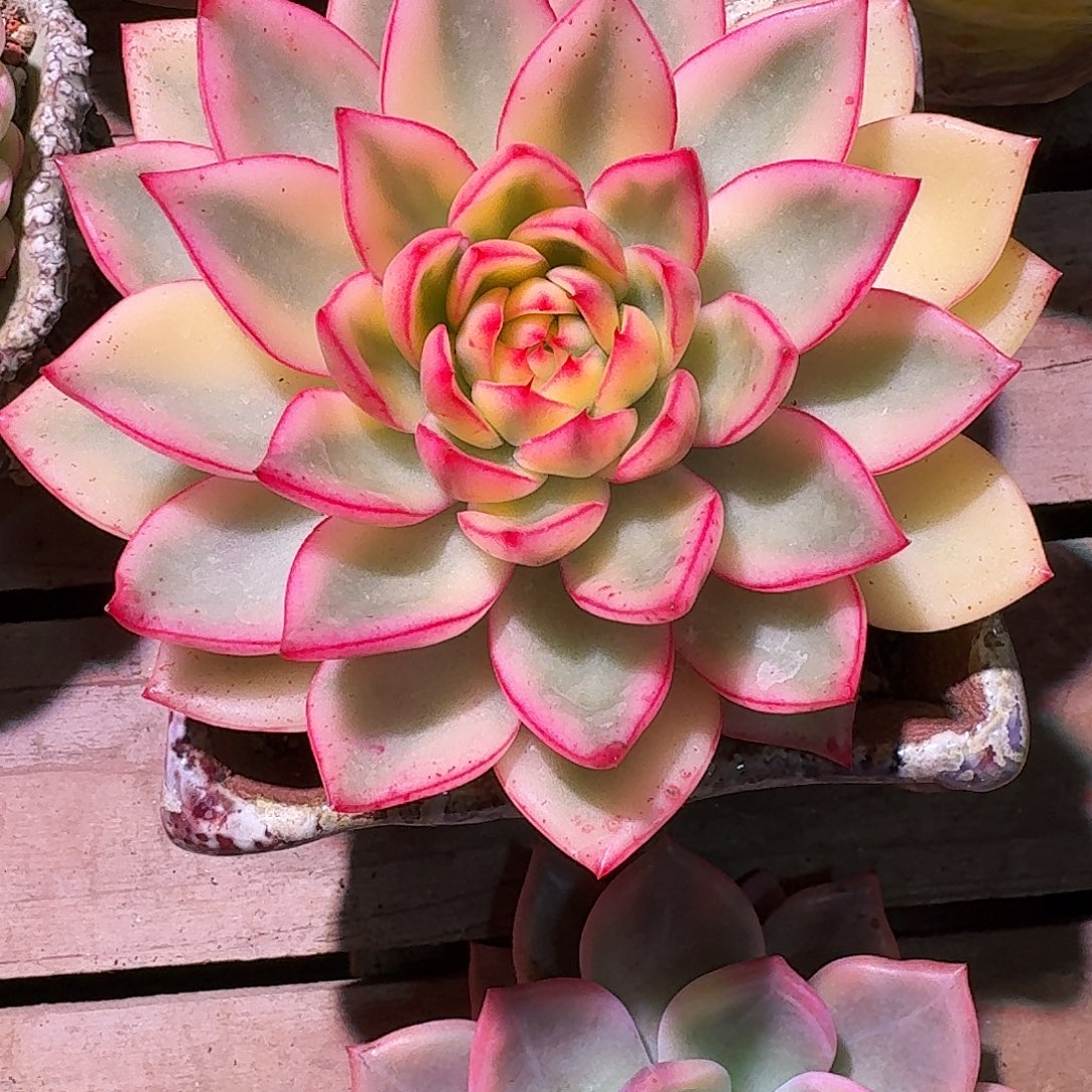 阿斯娜锦多肉多肉多肉