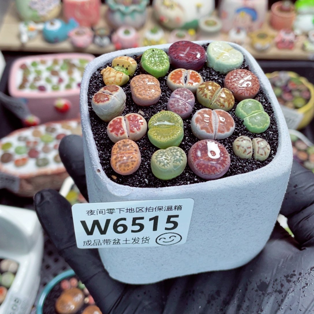 夜间零下地区拍保温箱w6515