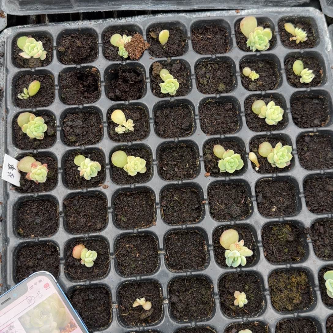 港湾苍翠穴一个满25包邮