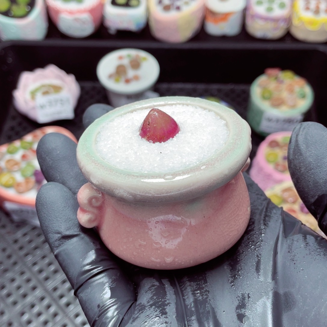 w3757--带盆土发货，零下地区拍保温箱