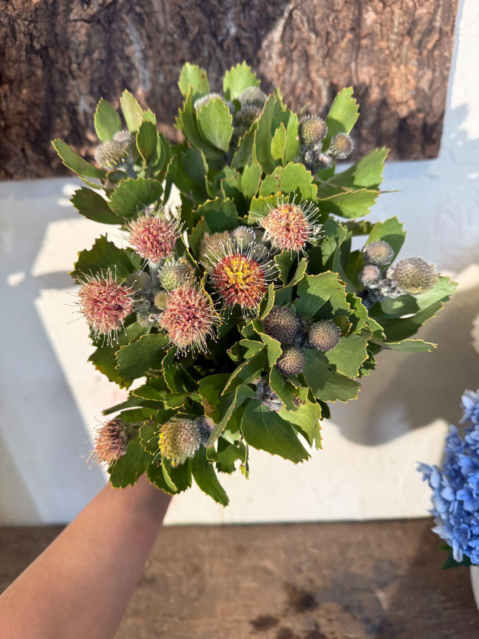 【七礼夫人】南非进口冬虫夏草花 小众进口新品花材 可做干花