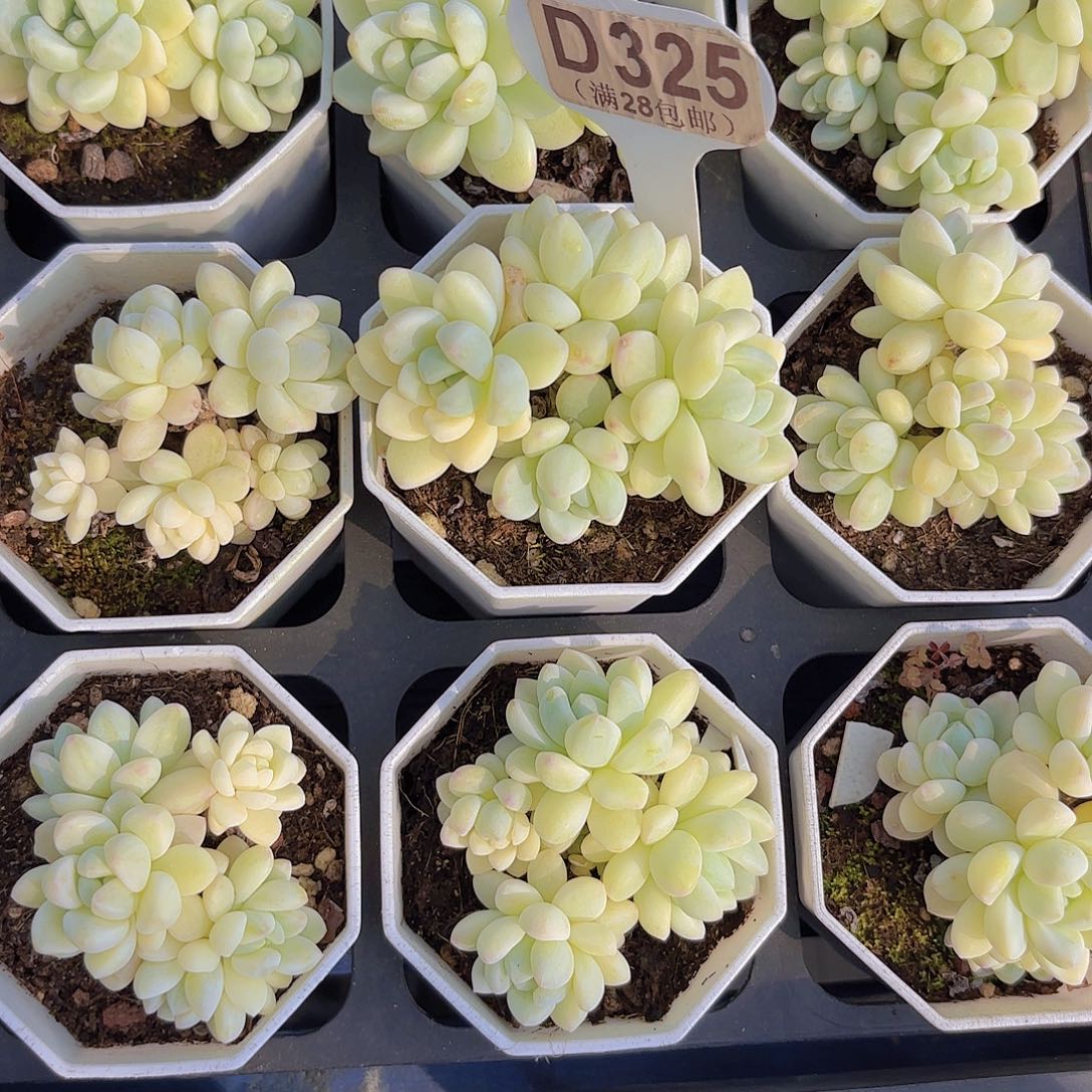 D325劳尔锦一物语拍