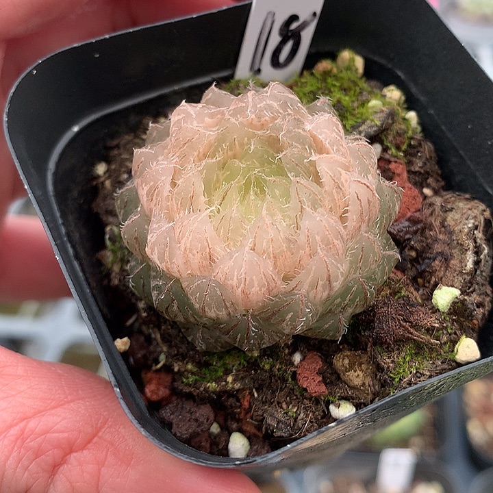 18号翠云玉露锦直播拍