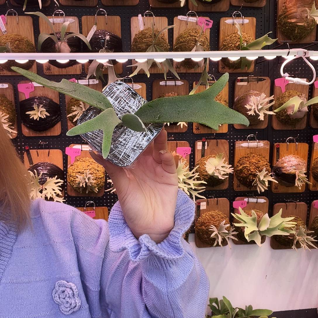 nook dn x fbc 无原牌