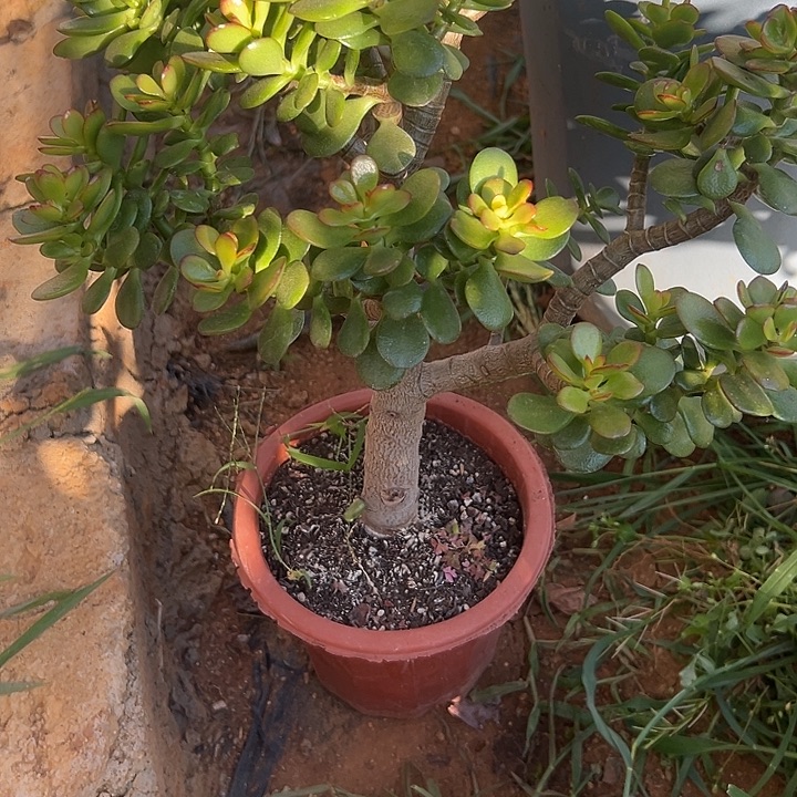 红***多肉植物实物直播实物166