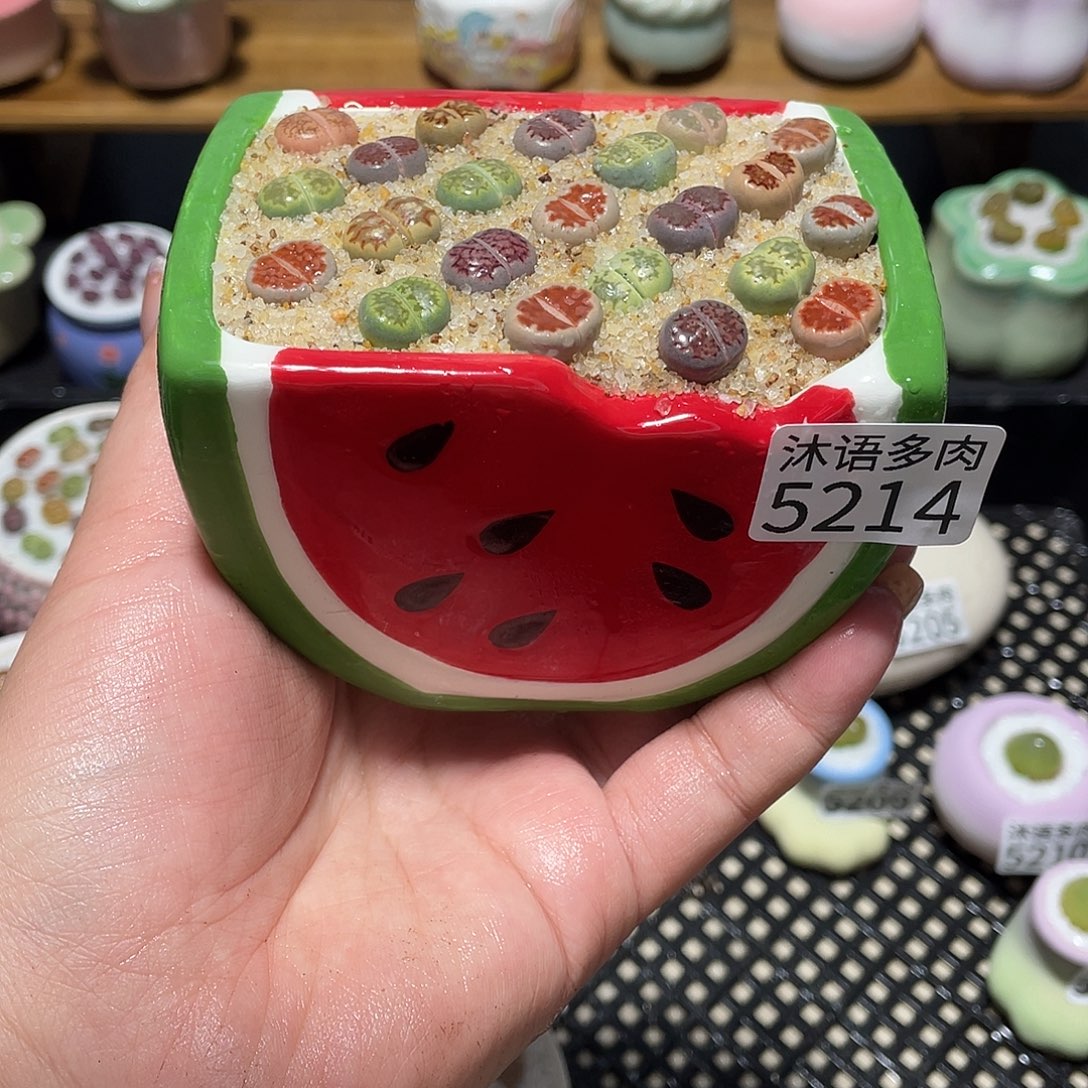 带盆土植物 一物一拍5214