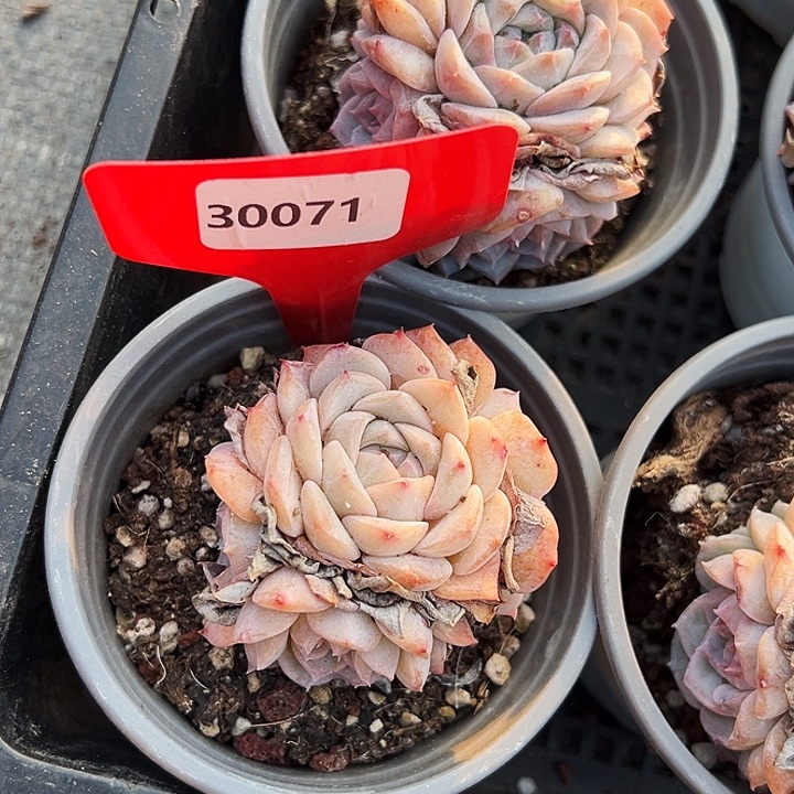 *****糖心     30071号  