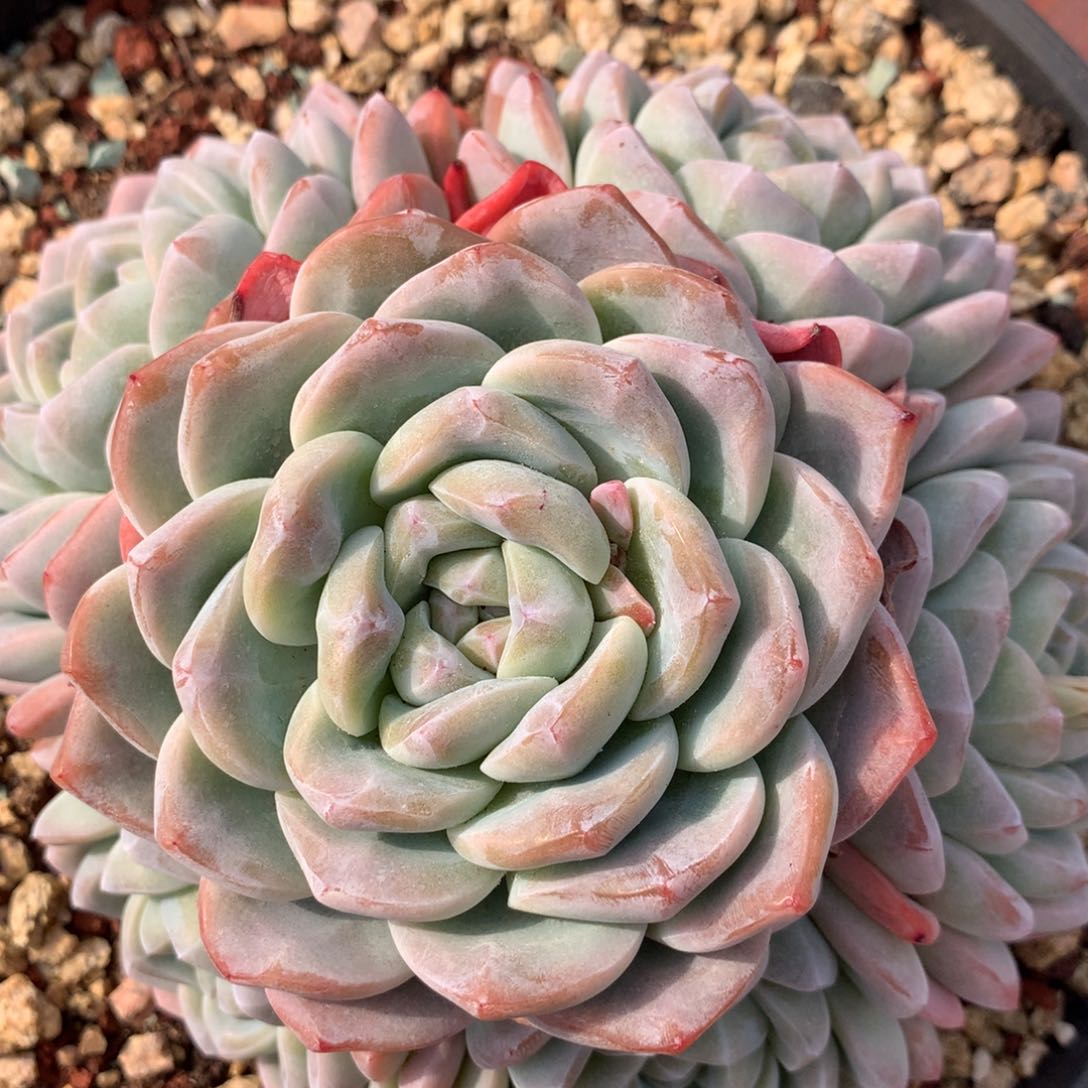 兔***?兔子哈哈哈哈哈哈好机会