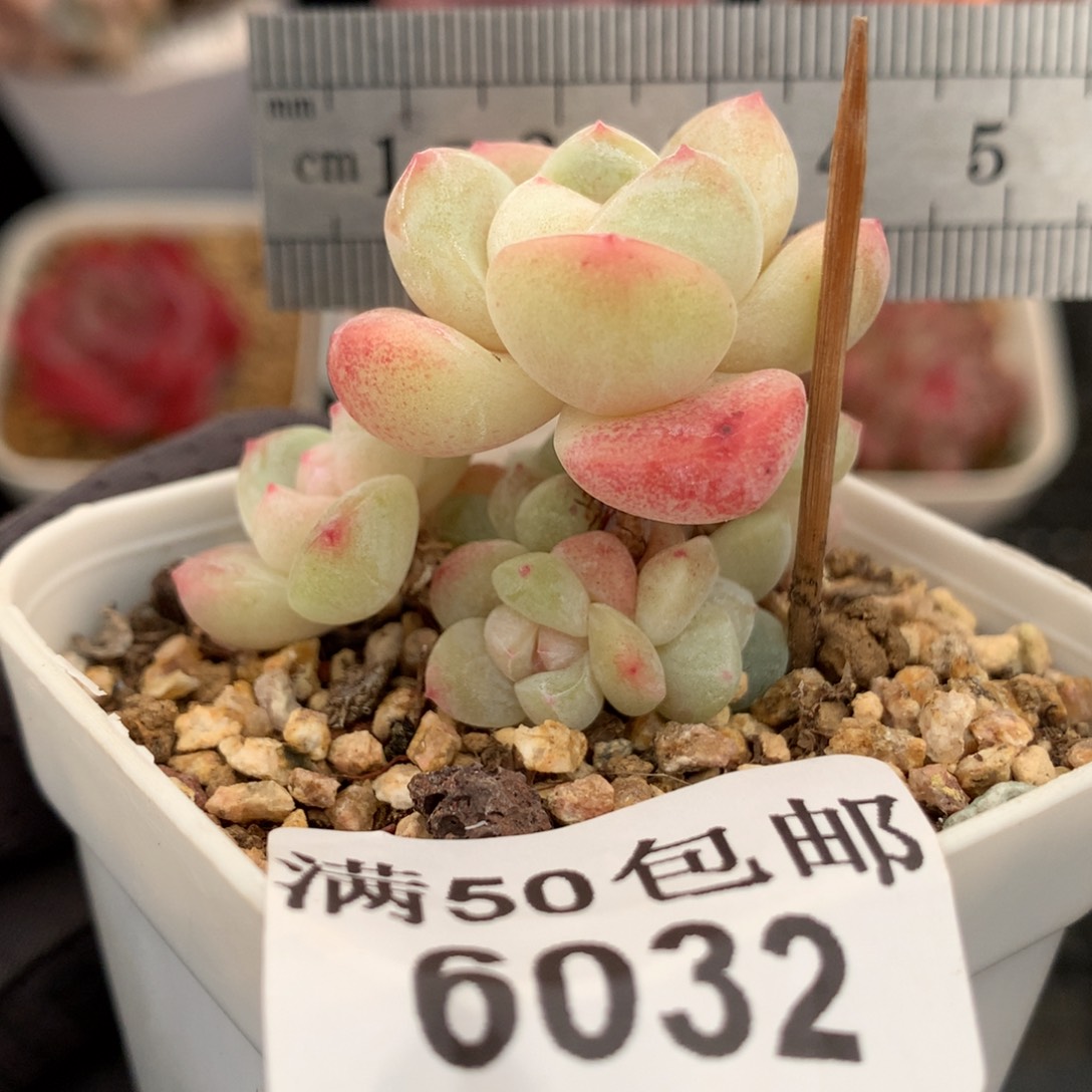 6032。小脸白底糖心七头冰玉。