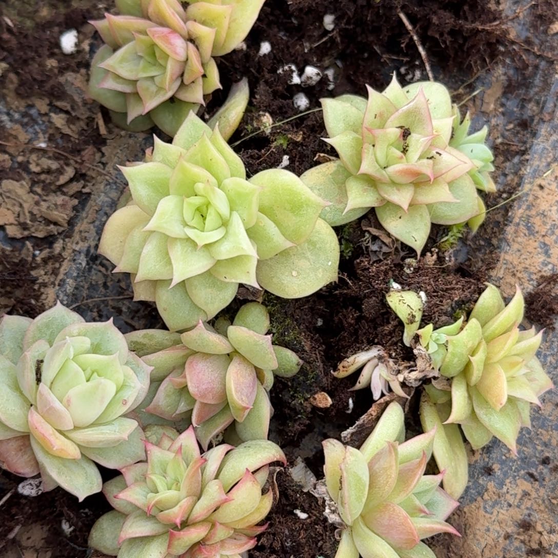 31-21月影杂交凸起一颗量拍发货