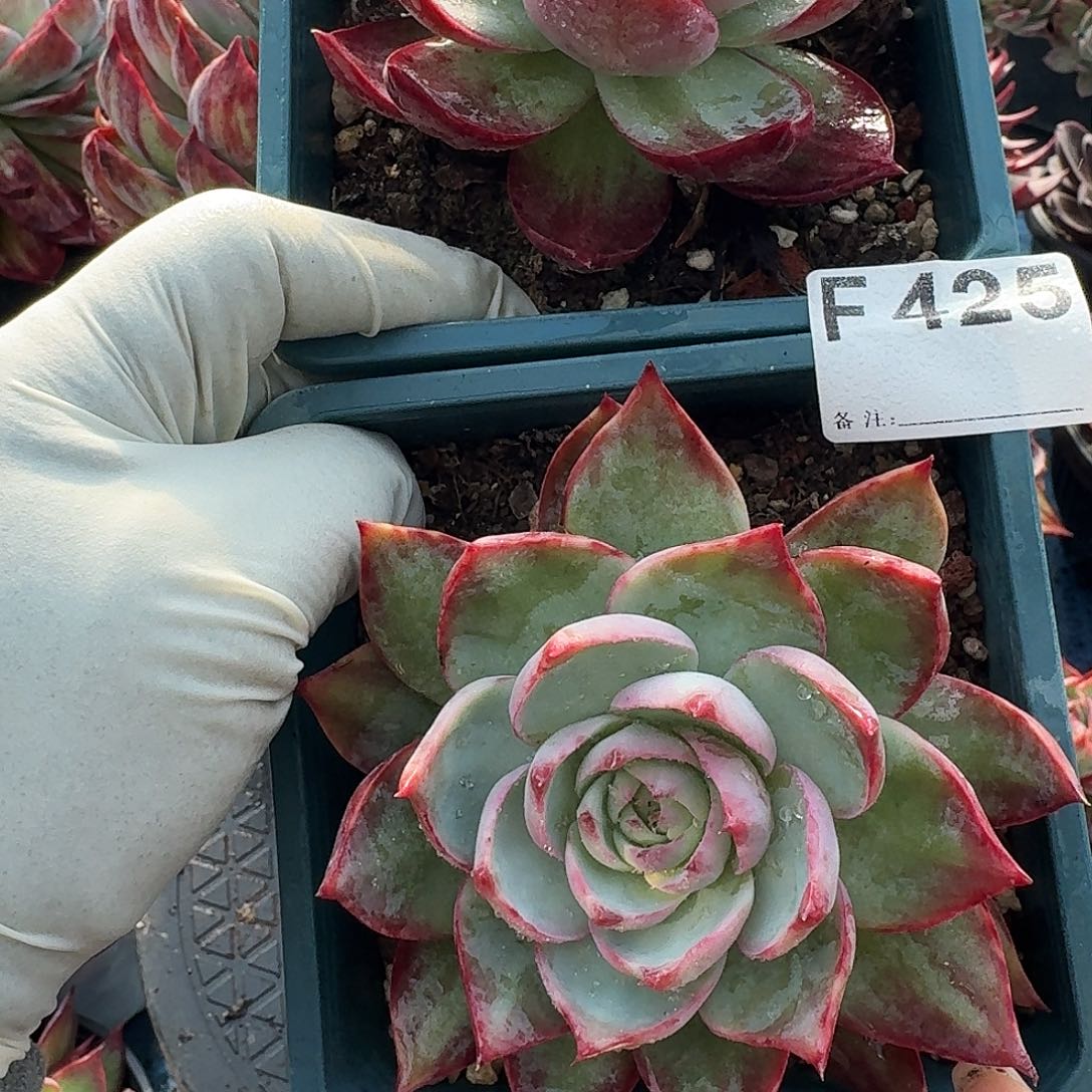 惊鸿惊鸿惊鸿 425............