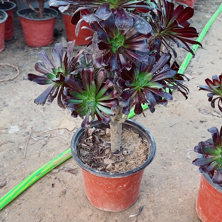 吐****黑魔1111111111111