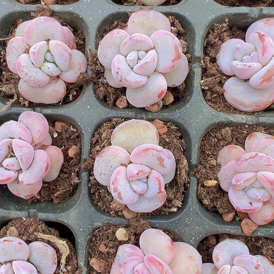 奶茶苗3颗19包邮多肉