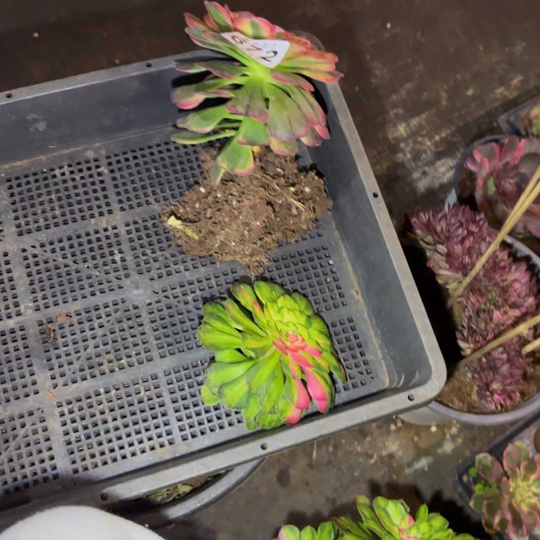 心***e绿体海神单头脱土发672