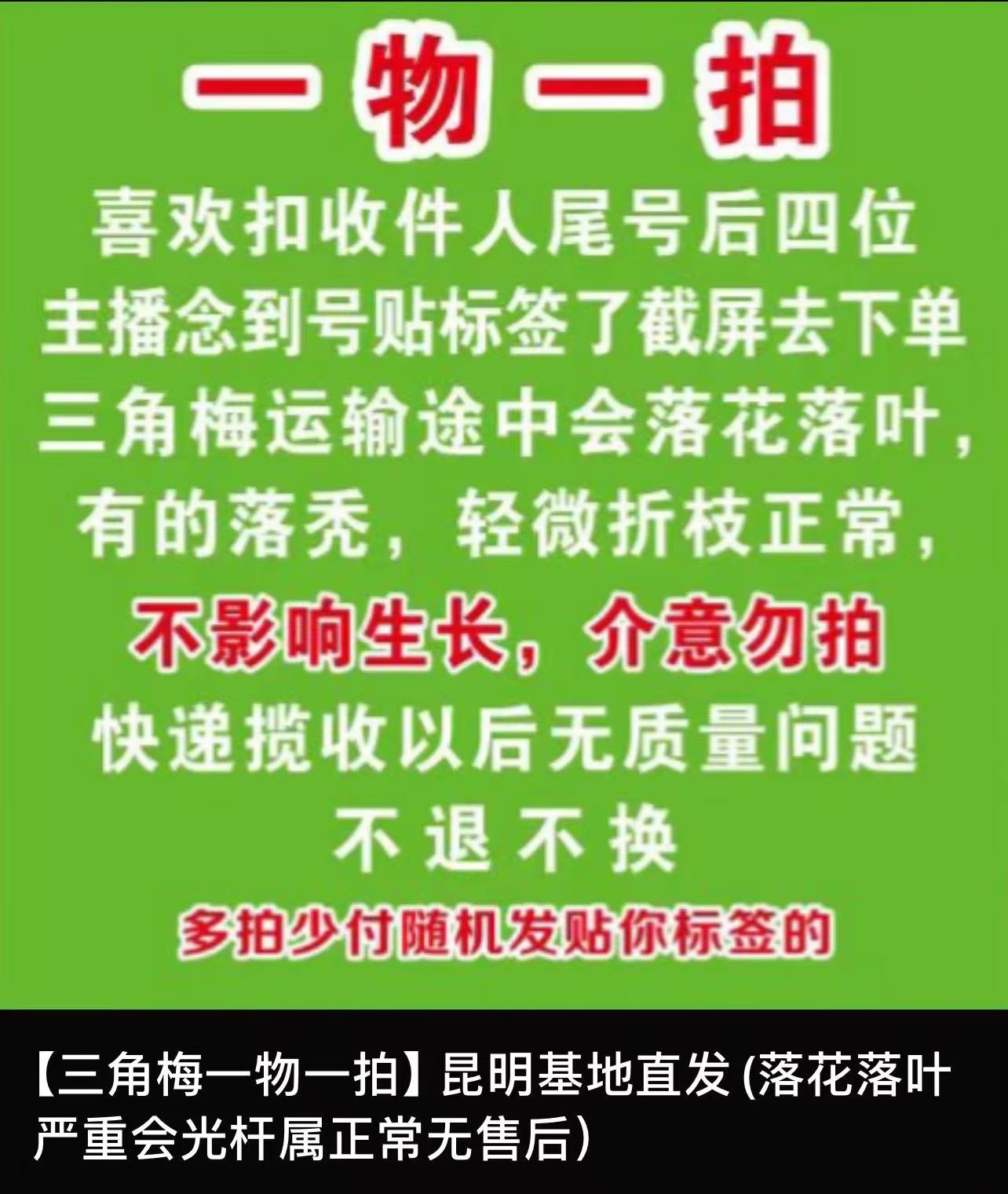彩色三角梅云南基地直发（运输途中掉花落叶光杆子正常现象无售后