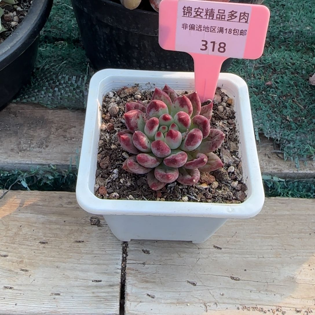 知*锦安精品多肉植物318