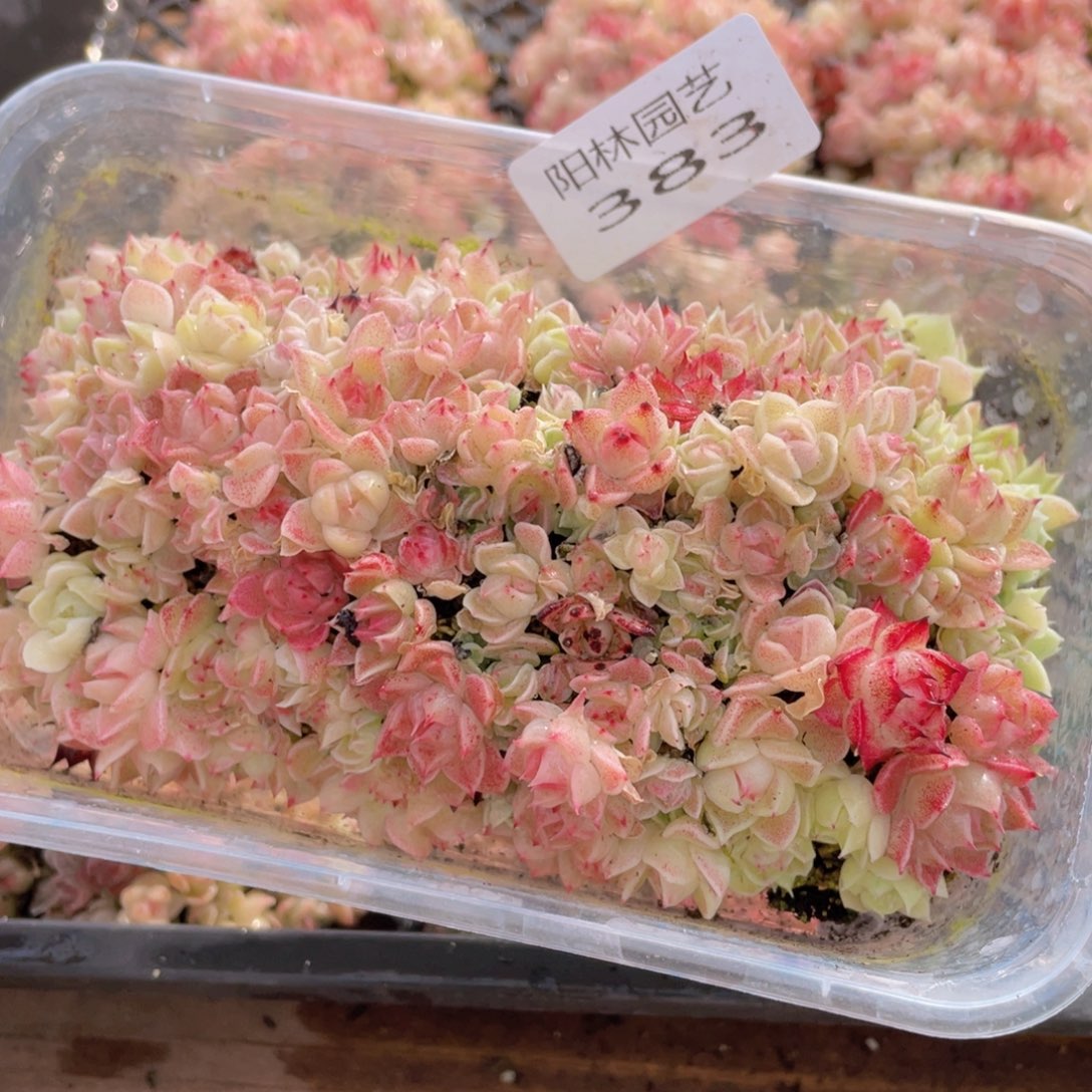 多肉植物多肉植物383