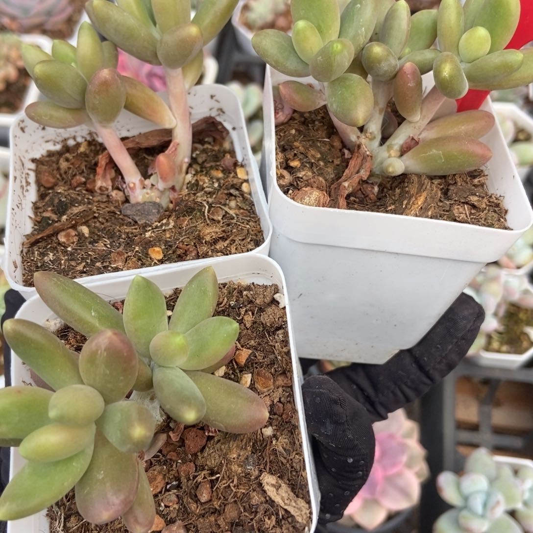 1960芒果美人3颗多肉植物