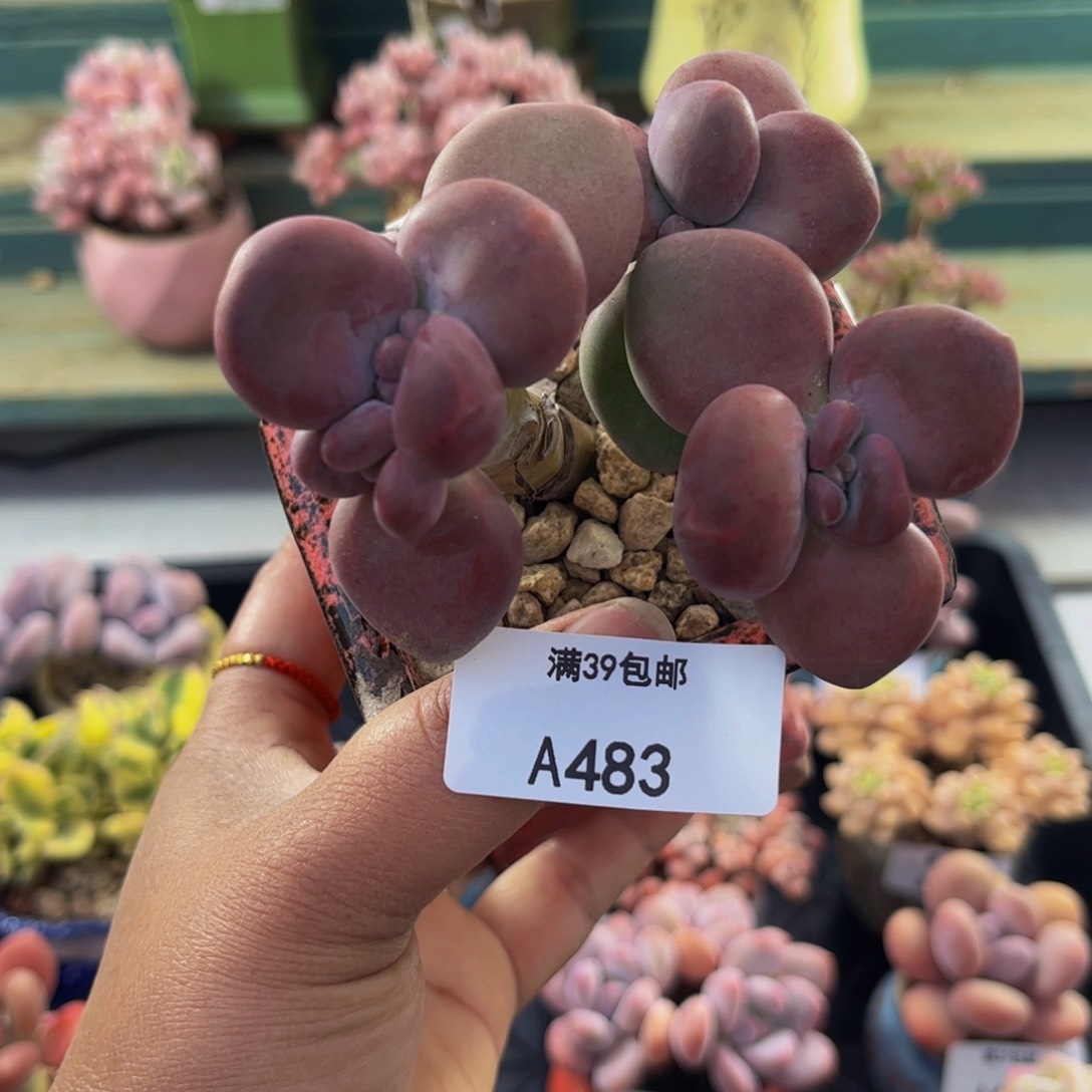 芒果奶483/8cm多肉