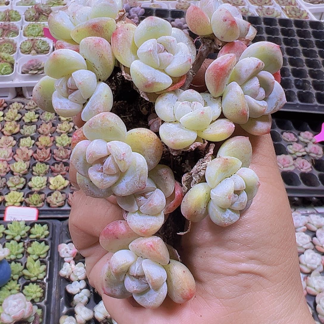 双头杆子冰玉5个19包邮