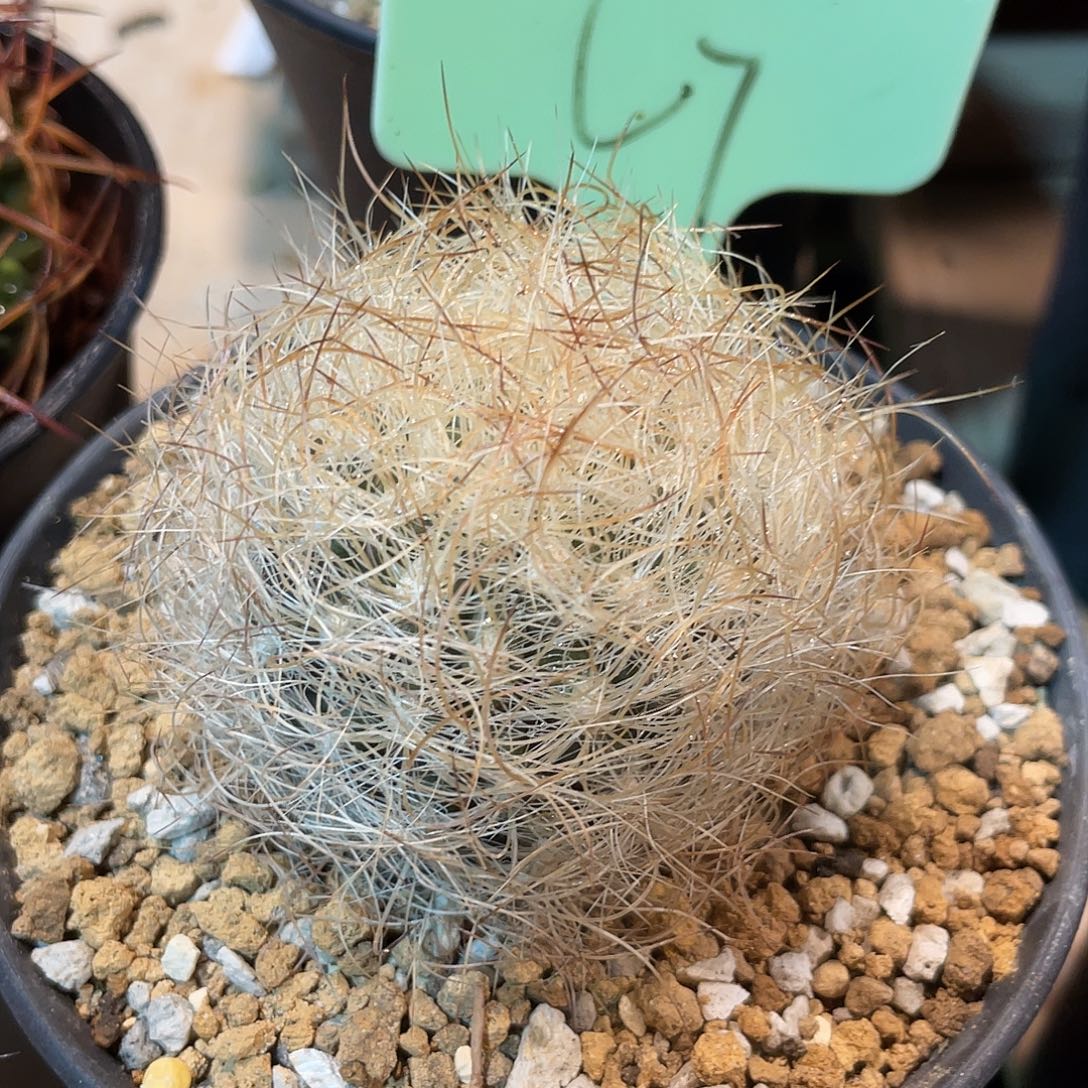 仙人球白刺混乱玉银翁玉