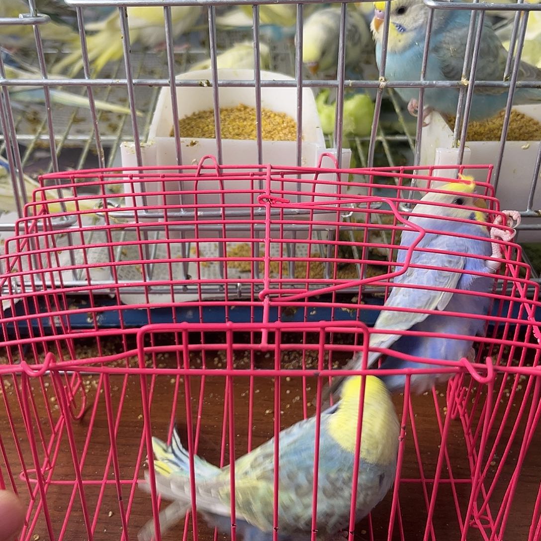 虎皮鹦鹉金彩鹦鹉