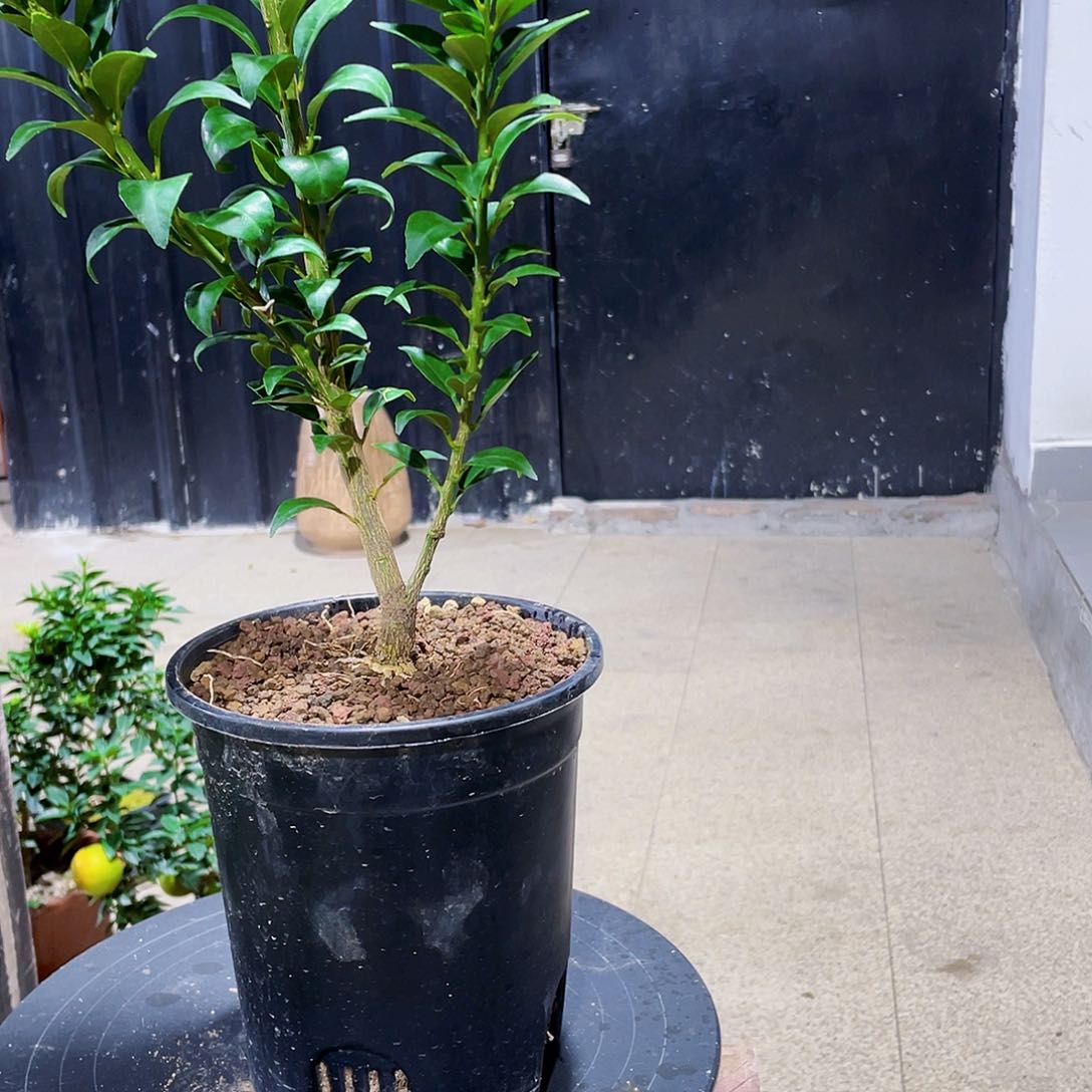 完全开放豪八房里有一个人在一起